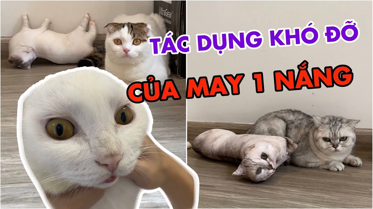 Sự tích về May, July và No 1 nắng | maly.gaugau