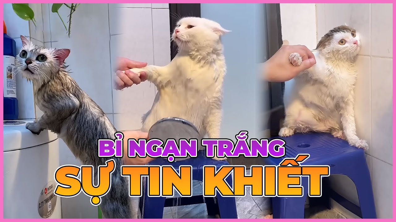 Bỉ ngạn trắng - Sự tinh khiết | maly.gaugau