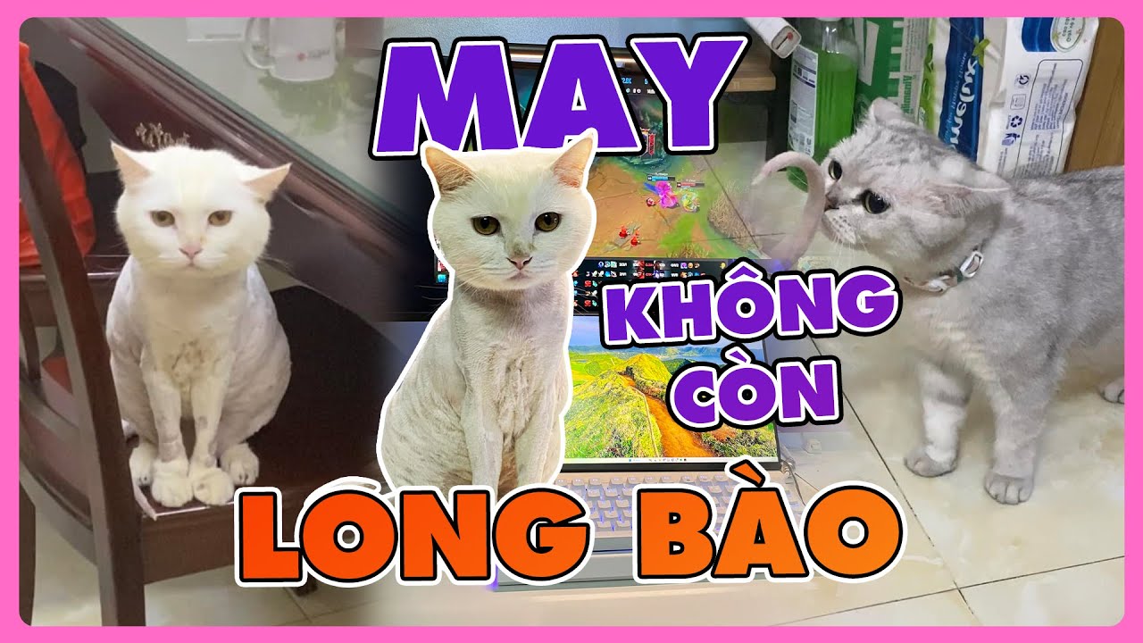 May không còn long bào | maly.gaugau