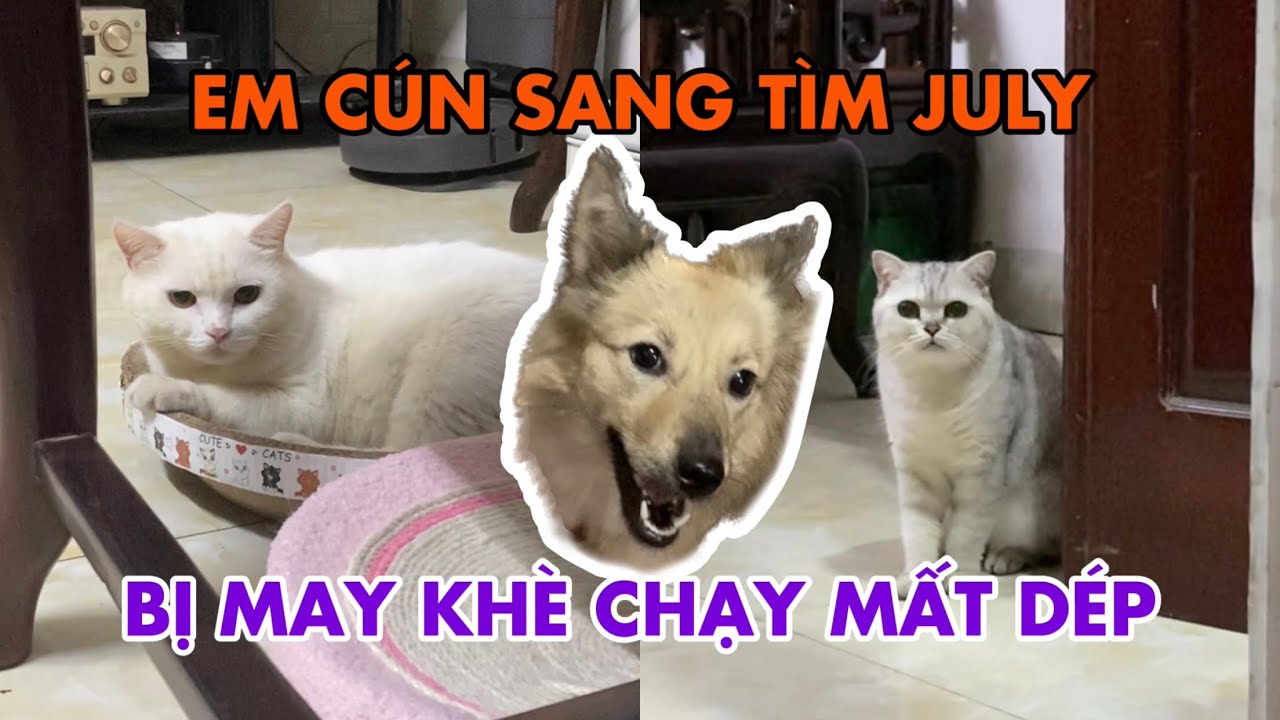 Em cún lại sang tìm July không ngờ bị May đuổi thẳng cổ về