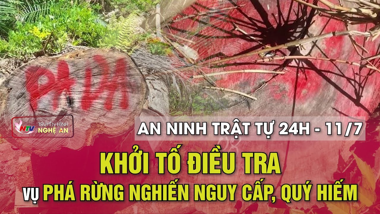 An ninh trật tự 24h - 11/7/2024: Khởi tố điều tra vụ phá rừng nghiến nguy cấp, quý hiếm