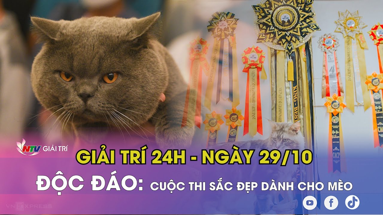 Tin nóng Giải trí 24h - ngày 29/10: ĐỘC ĐÁO: Cuộc thi SẮC ĐẸP dành cho MÈO