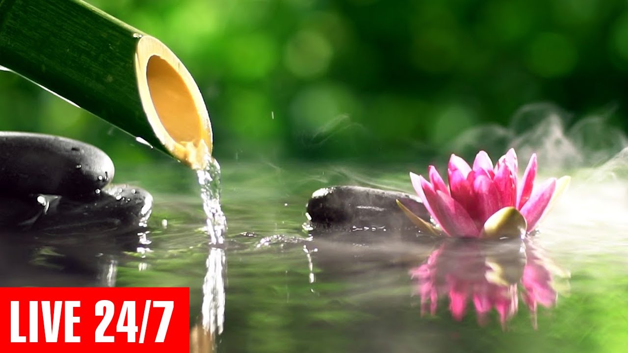 Relaxing Zen Music 24/7, Healing Music, Meditation Music, Spa Music, Sleep, Zen, Nature Sound No Ads