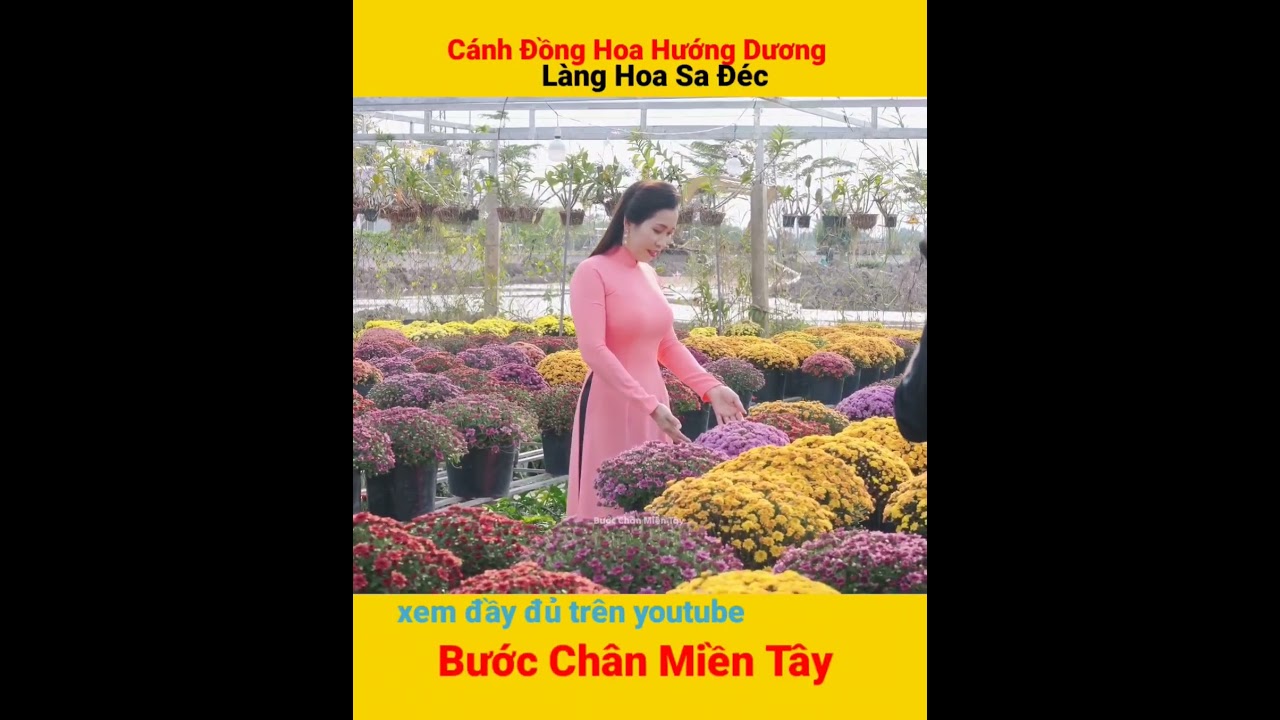 cánh đồng hoa hướng dương Làng Hoa Sa Đéc tết 2024