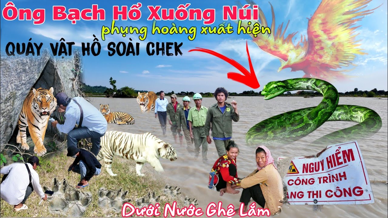 Quá nhiều rồi Dấu Chân Ông Bạch Hổ, bất ngờ gặp Rắn Hổ Mây Dưới Hồ Núi Cô Tô