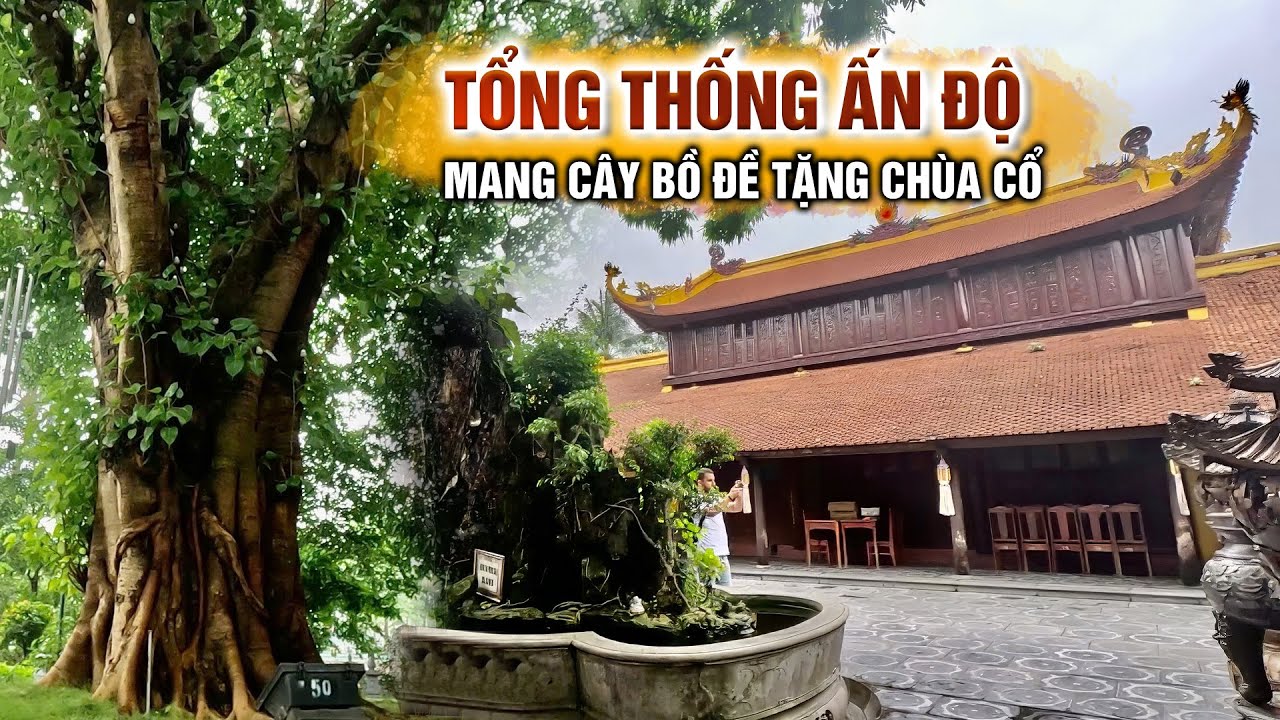 Tổng thống Ấn Độ mang cây Bồ Đề qua Việt Nam trồng tại ngôi chùa 1500 Năm tuổi