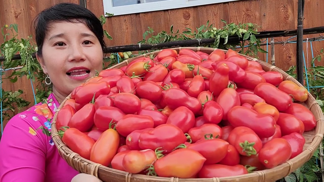 CÀ  CHUA SỐT, ỚT CAY TÍM, TẶNG FOOD BANK