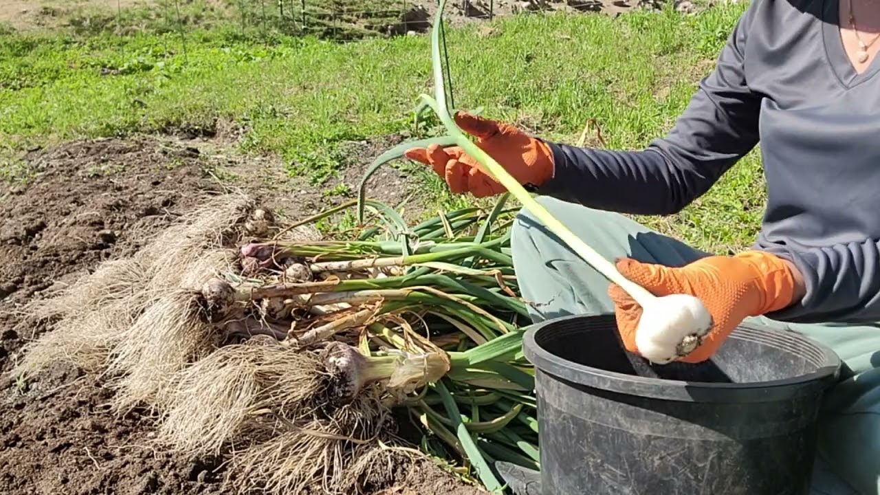 THU HOẠCH ĐẬU HÀ LAN, TỎI SIÊU TO, DÂU TÂY MÙA HAI TRÁI BỰ CHẢNG