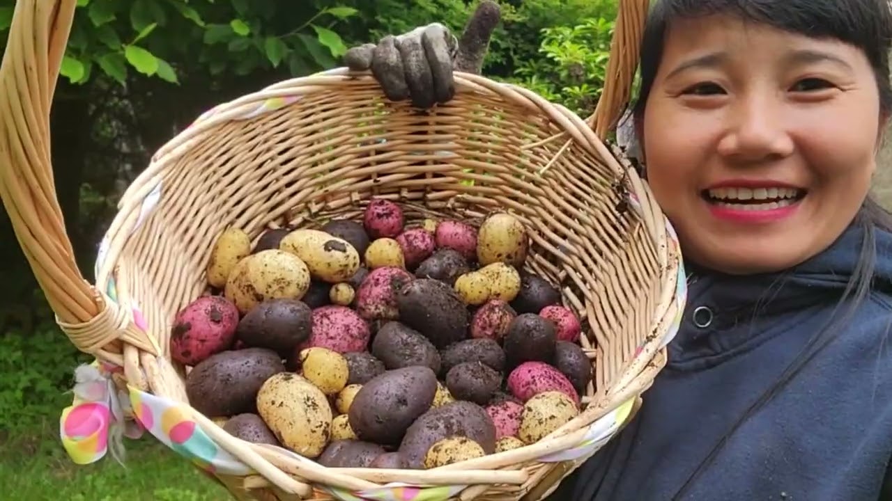 ĐÀO KHOAI TÂY TÍM, VÀNG, ĐỎ,TỎI,DƯA LEO BÍ NGÒI TRÒN, DÂU TÂY, CẢI KALE RONG BIỂN, CẢI CAY ĐỎ