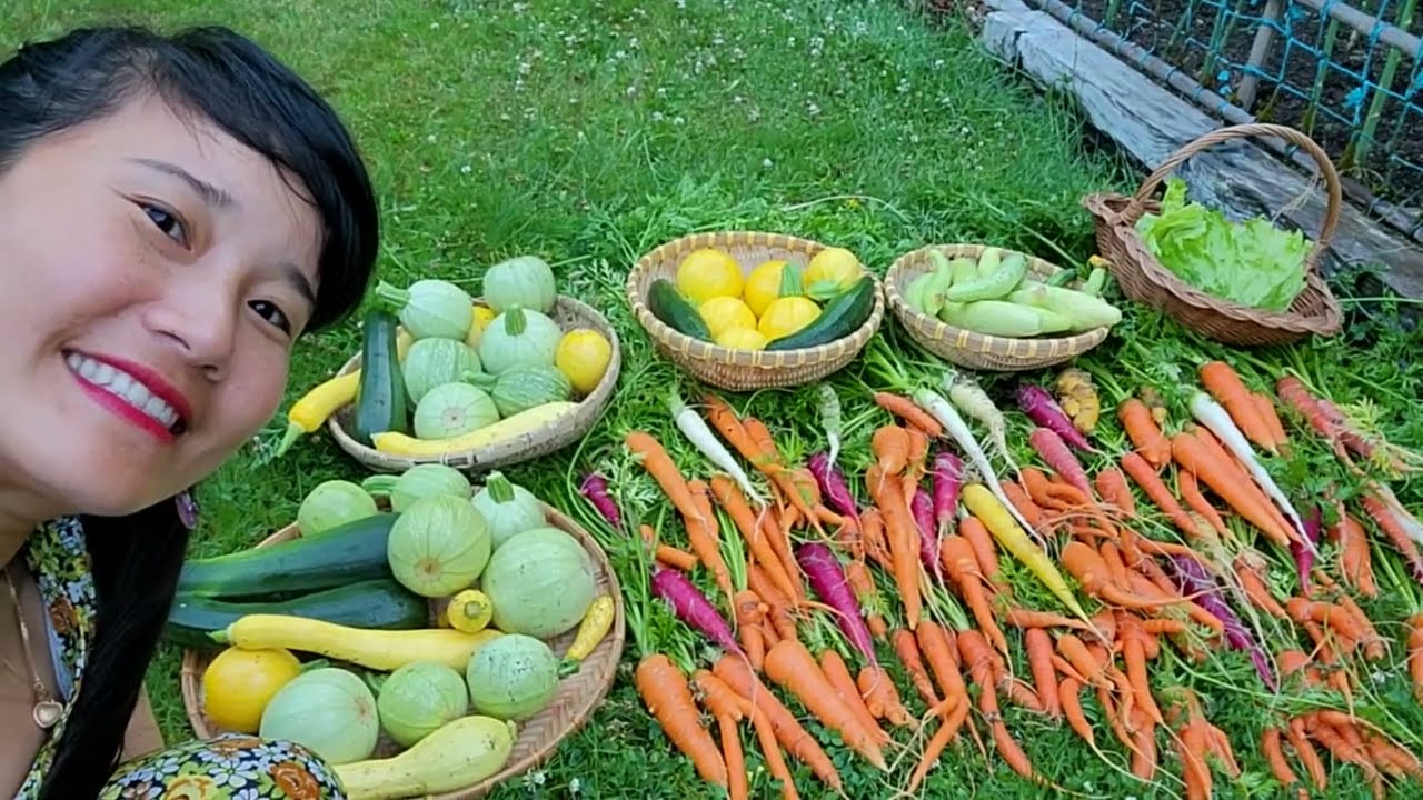 THU HOẠCH CÀ RỐT ĐỦ MÀU SẮC, XÀ LÁCH CUỘN GIÒN, BÍ NGÒI VÀNG DÀI, BÍ NGÒI VÀNG TRÒN, BÍ NGÒI XANH