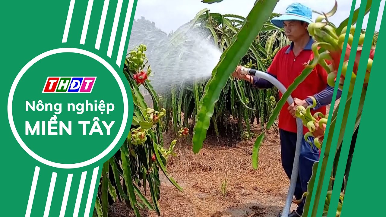Tiền Giang: Đẩy nhanh cấp mã số vùng trồng Thanh Long | Nông nghiệp Miền Tây