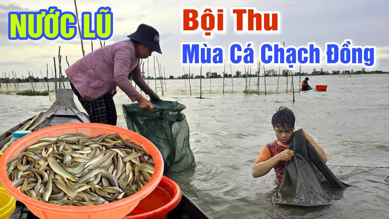 NƯỚC LÊN QUÁ CAO THĂM DỚN TRÚNG LUỒNG CÁ CHẠCH ĐỒNG MÙA NƯỚC NỔI - CUỘC SỐNG VÙNG NƯỚC LŨ