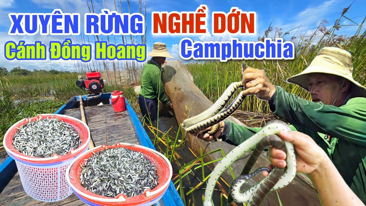 XUYÊN RỪNG THĂM DỚN TRÊN CÁNH ĐỒNG HOANG BIÊN GIỚI CAMPUCHIA MÙA NƯỚC NỔI GẶP QUÁ NHIỀU RẮN