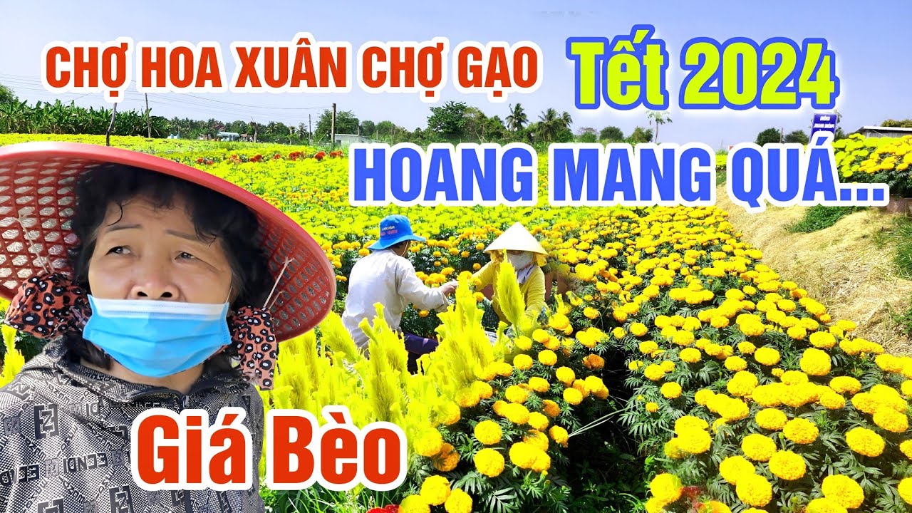 THÊ THẢM CHỢ HOA TẾT 2024: Ế CHƯA TỪNG THẤY BÀ CON CHỢ GẠO NGẬM NGÙI ĐÓN XUÂN GIÁP THÌN