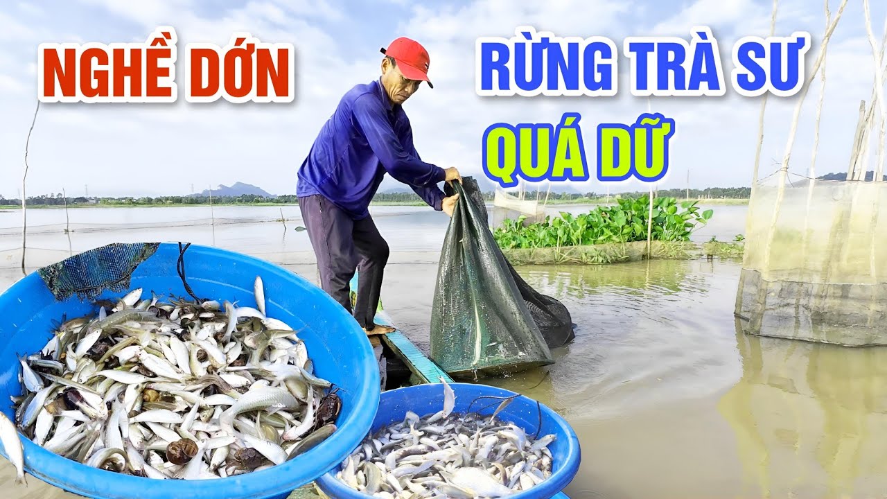 NƯỚC LŨ RÚT NHANH, BÀ CON XỨ RỪNG TRÀ SƯ BỘI THU NGHỀ ĐẶT DỚN CÁ MÙA NƯỚC NỔI | OKDD