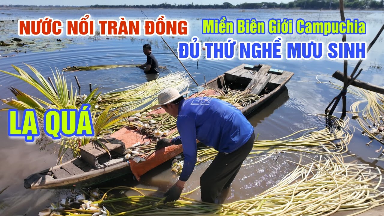 TUYỆT ĐẸP NƯỚC NỔI TRÀN ĐỒNG MIỀN BIÊN GIỚI ĐỦ THỨ NGHỀ MƯU SINH - ĐẶC SẢN ĐỒ ĐỒNG Ở CHỢ TRÀ ĐƯ