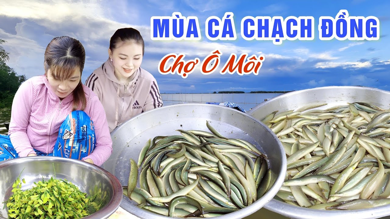 MÙA CÁ CHẠCH ĐỒNG TRÊN DÒNG ME KONG THƯỢNG NGUỒN NƯỚC NỔI Ở CHỢ Ô MÔI TÂN CHÂU | OKDD