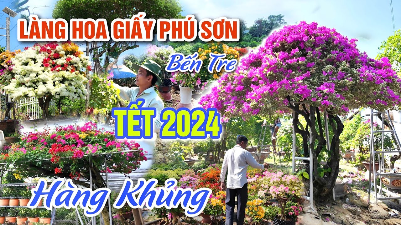 TẾT 2024: LÀNG HOA GIẤY PHÚ SƠN - GIÁ HOA KIỂNG TẠI THIÊN ĐƯỜNG HOA CHỢ LÁCH BẾN TRE | OKDD