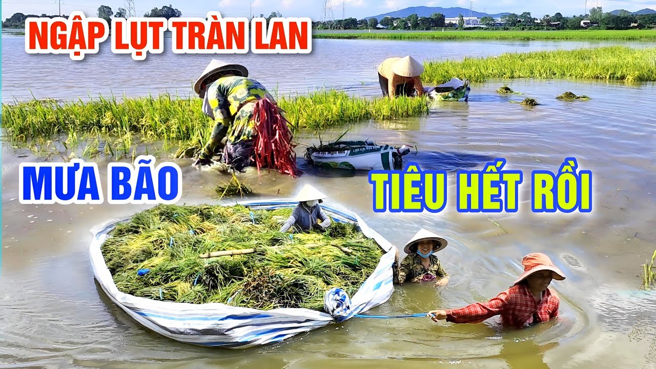 MƯA BÃO NGẬP LỤT TRÀN LAN RUỘNG LÚA TIÊU TAN - HAI CHA CON SỐNG CÔ ĐƠN GIỮA ĐỒNG NƯỚC NỔI | OKDD