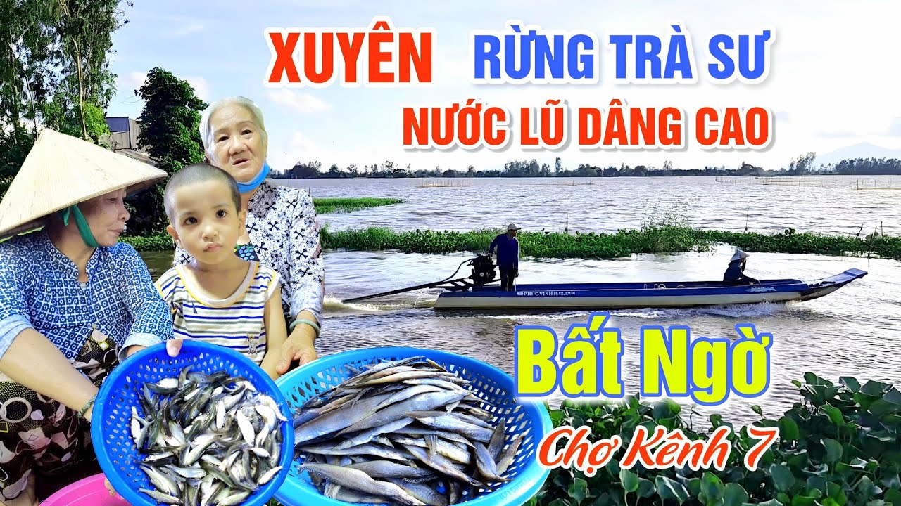 XUYÊN RỪNG TRÀ SƯ MÙA NƯỚC LŨ DÂNG CAO GẶP CẢNH TƯỢNG CHƯA TỪNG THẤY - CHỢ KÊNH 7 AN GIANG | OKDD