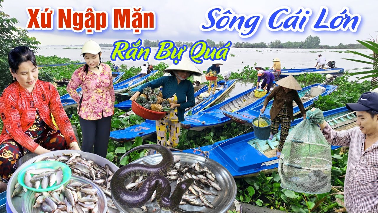 VỀ XỨ NGẬP MẶN GẶP RẮN QUÁ BỰ - CUỘC MƯU SINH BÊN BỜ SÔNG CÁI LỚN CHỢ GÒ QUAO