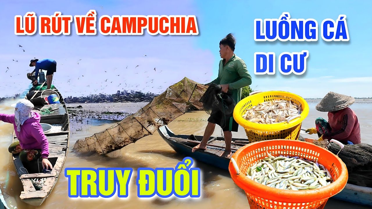 NƯỚC LŨ RÚT VỀ CAMPUCHIA, BÀ CON KÉO NHAU TRUY ĐUỔI LUỒNG CÁ KHỔNG LỒ DI CƯ | OKDD