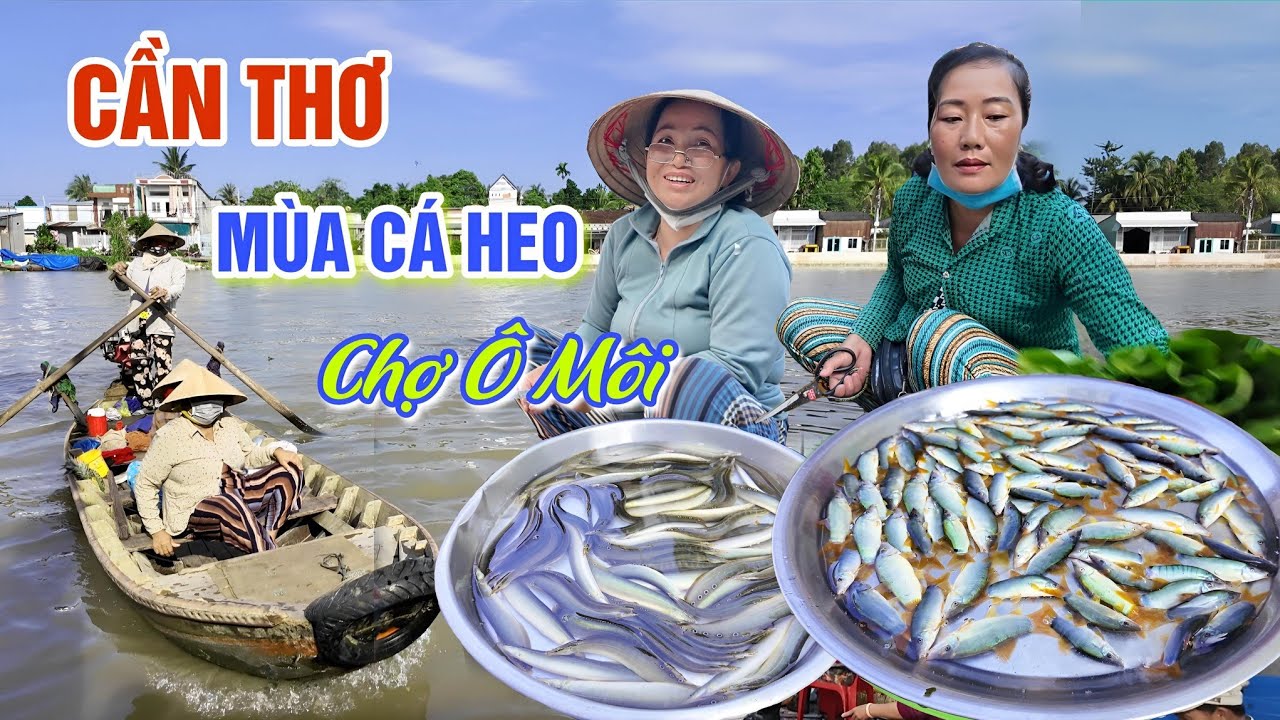 VỀ MIỀN SÔNG NƯỚC CẦN THƠ MÙA CÁ HEO ĐỒNG Ở CHỢ Ô MÔN CUỐI MÙA NƯỚC NỔI | OKDD