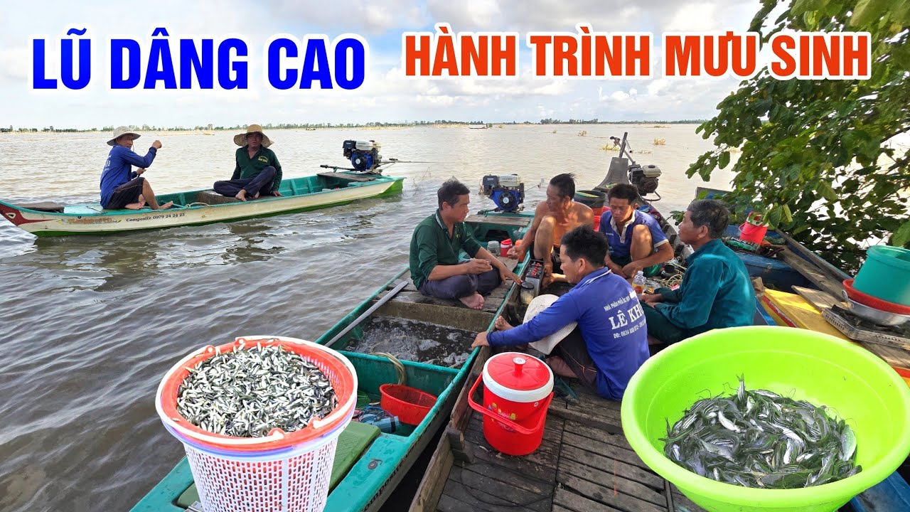 LŨ DÂNG CAO SAU BÃO YAGI - HÀNH TRÌNH MƯU SINH THEO CON CÁ TRÊN CÁNH ĐỒNG NƯỚC NỔI