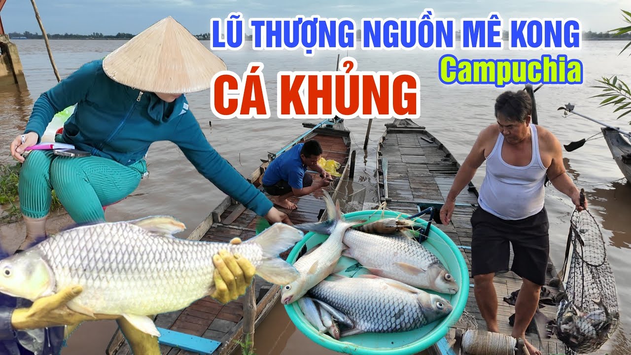 NƯỚC LŨ SÔNG ME KONG DÂNG CAO THEO BÃO SỐ YAGI - QUÁ NHIỀU CÁ KHỦNG Ở CHỢ TÂN CHÂU