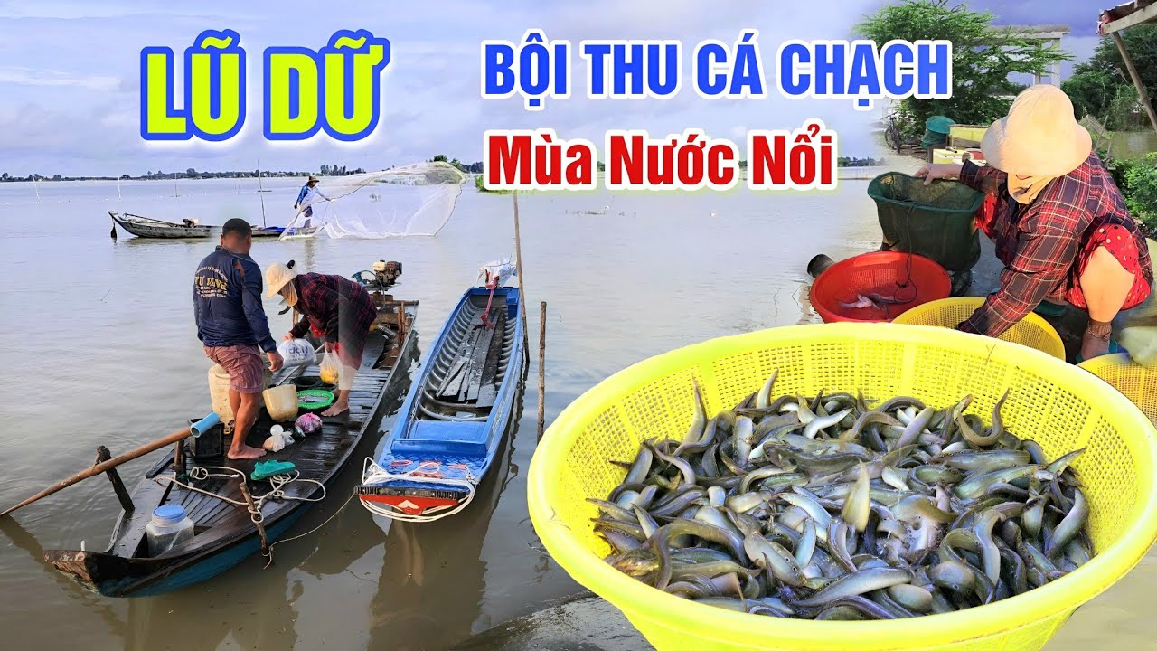 BẤT NGỜ GẶP LŨ DỮ, BỘI THU CÁ CHẠCH ĐỒNG MÙA NƯỚC NỔI TRÊN CÁNH ĐỒNG BIÊN GIỚI CAMPUCHIA | OKDD