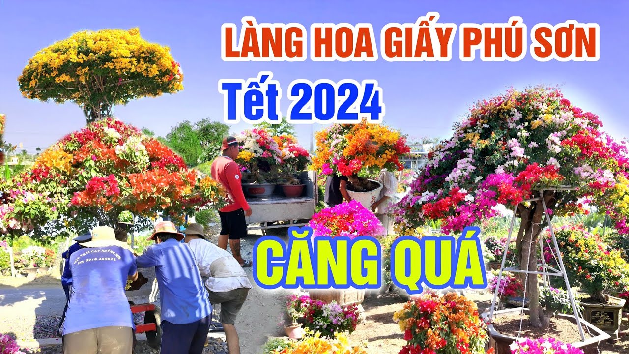 CĂNG QUÁ CHỢ HOA TẾT 2024: LÀNG HOA GIẤY PHÚ SƠN NHÀ VƯỜN LO RẦU CHỜ TẾT GIÁP THÌN