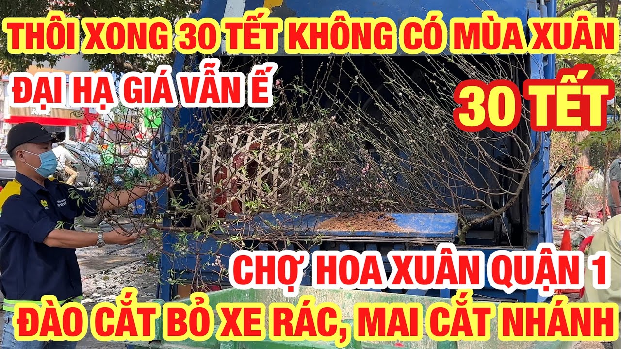 THÔI XONG 30 TẾT BUỒN CƯA GỐC ĐÀO, CẮT NHÁNH MAI BỎ XE RÁC HẠ GIÁ HOA VẪN Ế