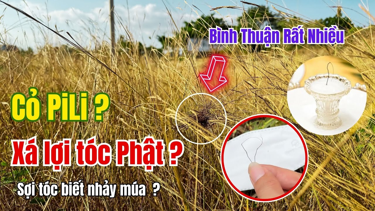 Tại Bình Thuận đã tìm thấy cỏ  lạ, sự thật cỏ Pili (được cho là xá lợi Tóc Phật tại chùa Ba Vàng )❤️