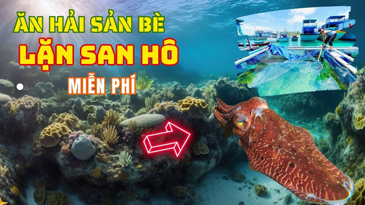 Ăn hải sản bè ngon hết sẩy được lặn san hô miễn phí ở đảo Phú Quý  ❤️  Phan Thiết Phố  🏝