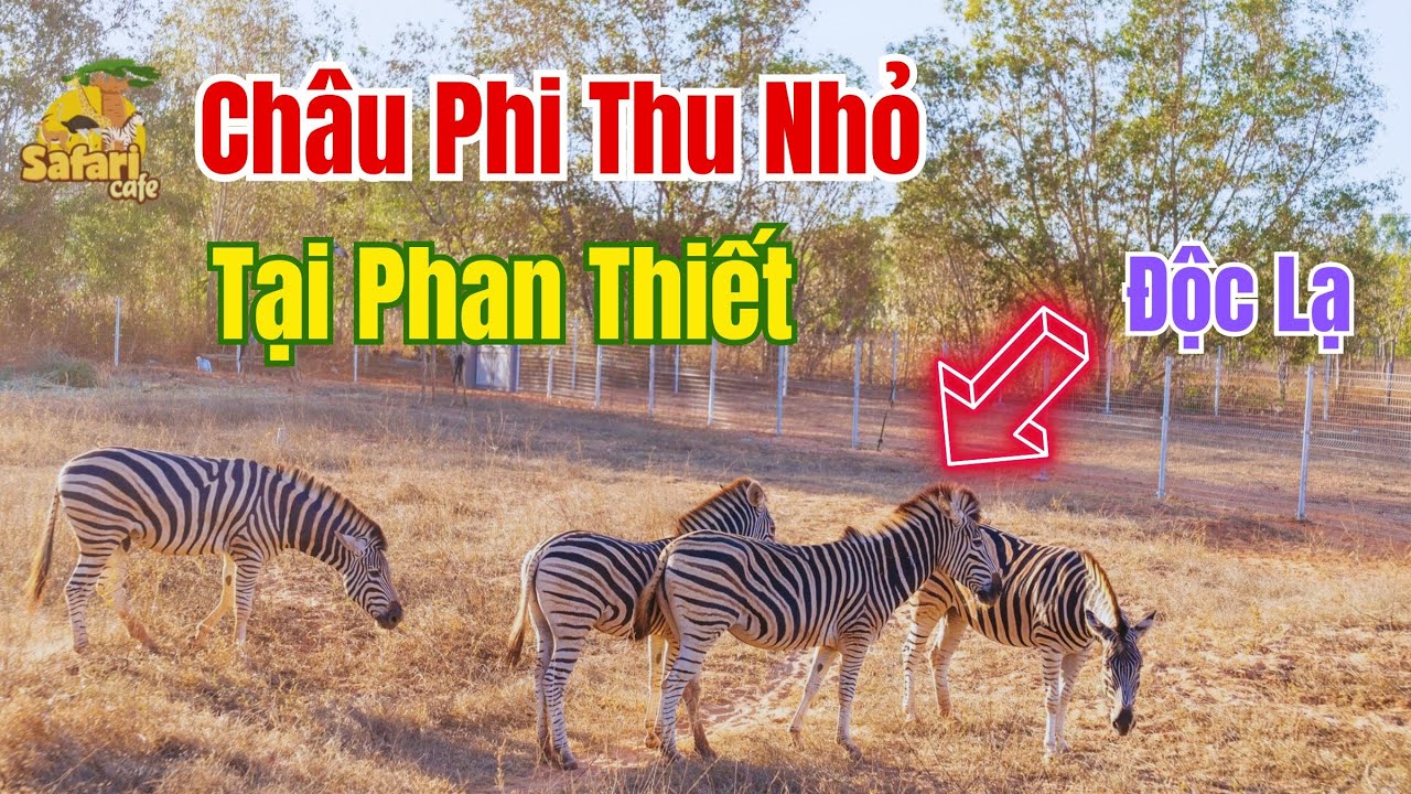 Khám Phá Thiên Nhiên Hoang Dã độc đáo Tại Safari Cafe Savannah Châu Phi Thu Nhỏ giữa lòng Phan Thiết