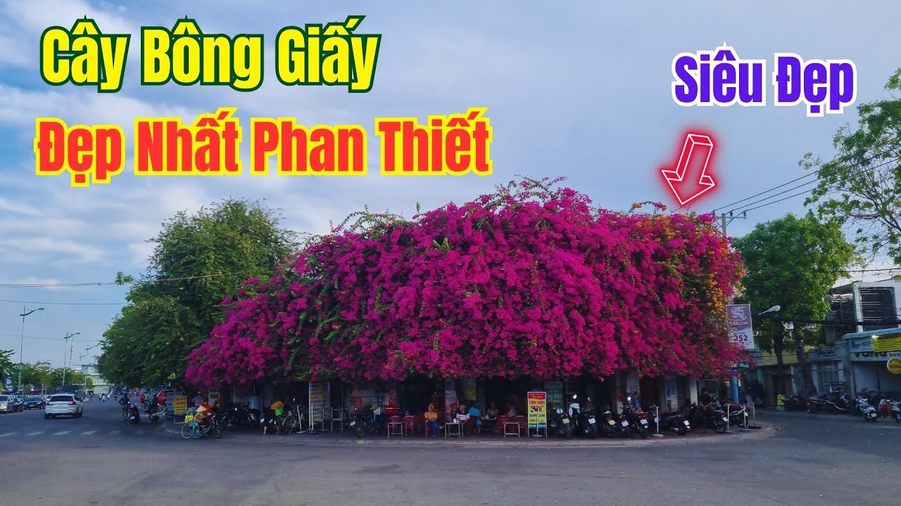 Cây Bông giấy SIÊU ĐẸP - SIÊU KHỦNG Ở Phan Thiết, Bình Thuận  ngay chợ cá vỉa hè Phạn Văn Đồng ❤️