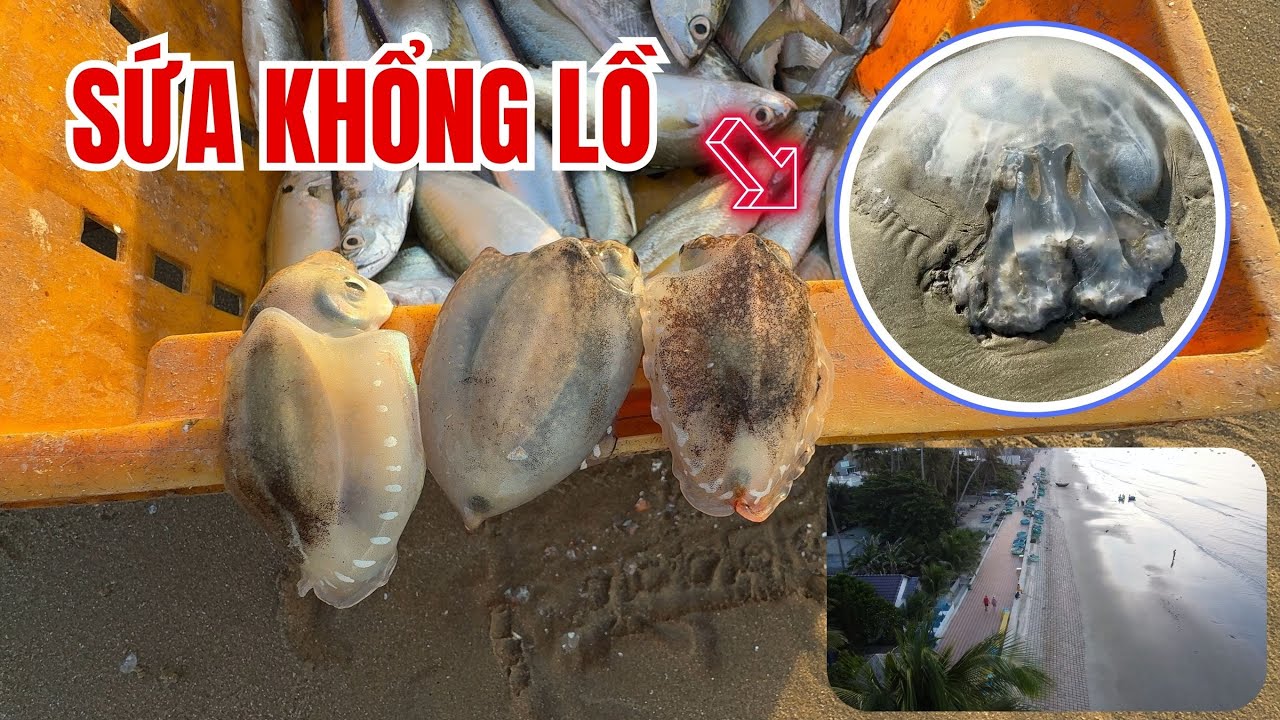 Cuộc sống thường ngày trên BIỂN RẠNG HÀM TIẾN PHAN THIẾT , SỨA BIỂN SIÊU TO KHỔNG LỒ  buổi sáng  ❤️