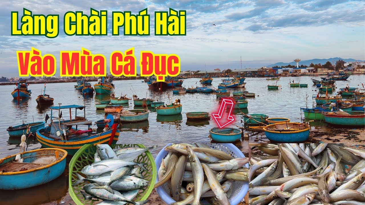 Bà con vào mùa cá đục tại làng chài Phú Hài, Phan Thiết ❤️  Phan Thiết Phố  🏝