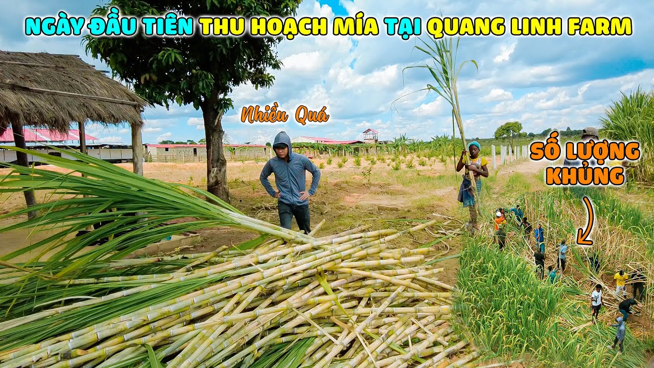 Quanglinhvlogs || Ngày Đầu Tiên Trong Chiến Dịch Thu Hoạch Mía Tại Farm … Quá Nhiều Mía