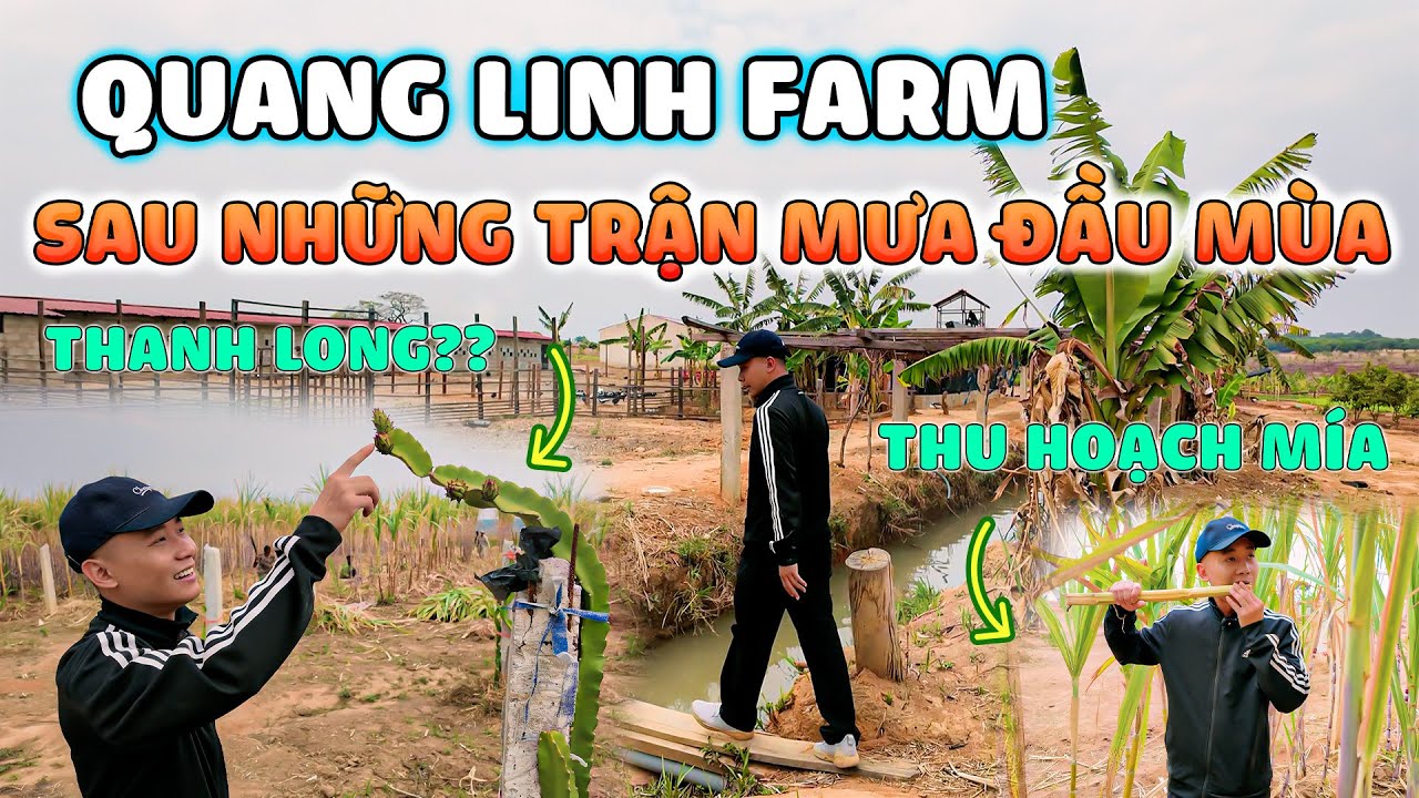 Quanglinhvlogs || Dạo Thăm 1 Vòng Quang Linh Farm Sau Những Cơn Mưa Đầu Mùa.