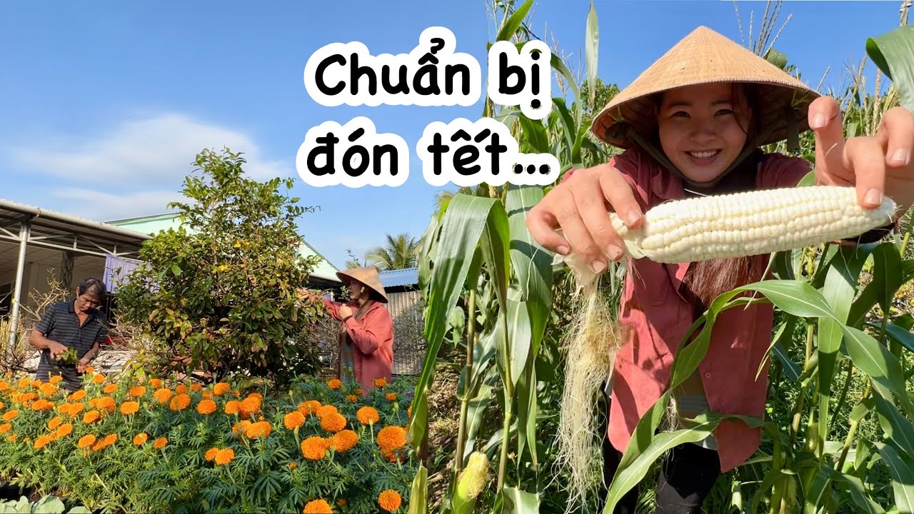 Cả nhà lặt lá mai chuẩn bị đón Tết. Quyên THU HOẠCH BẮP NẤU NGUYÊN NỒI ăn dẻo ngon lắm