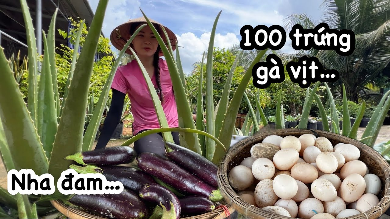 Cuộc sống vùng quê: Quyên thu hoạch cả 100 trứng, nha đam, su hào, cà tím, VƯỜN ĐẬU XANH MƯỚT…