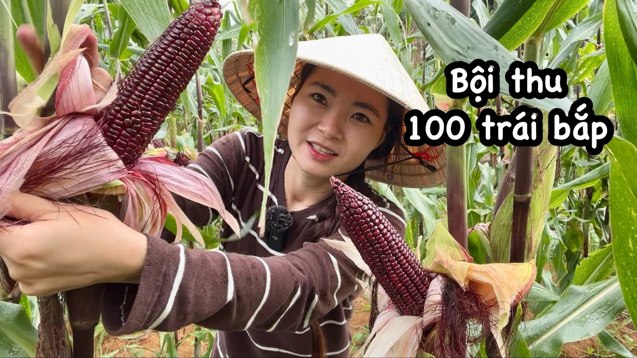 Sáng Quyên tranh thủ bẻ bắp trước khi mưa, NẤU 1 NỒI CẢ NHÀ AI CŨNG MÊ…