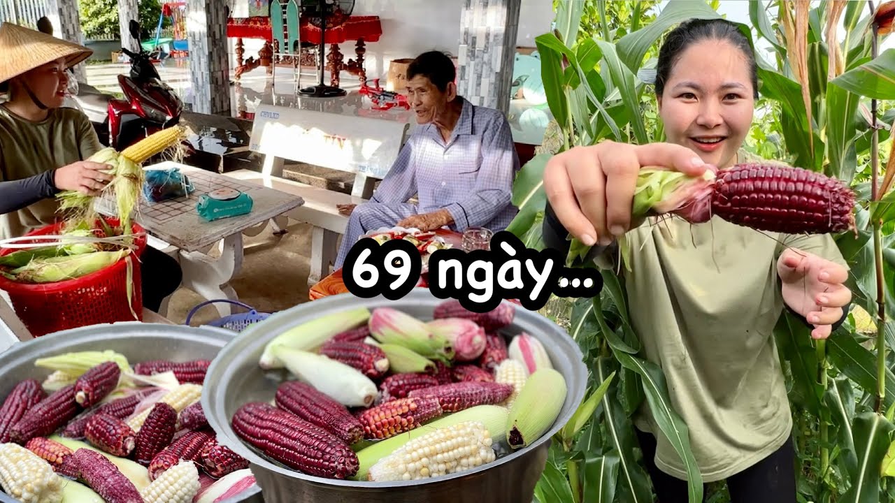 Cần 69 ngày gieo trồng, Quyên có VƯỜN BẮP NỮ HOÀNG xanh mướt thu hoạch đã tay, ăn cực ngon. #114