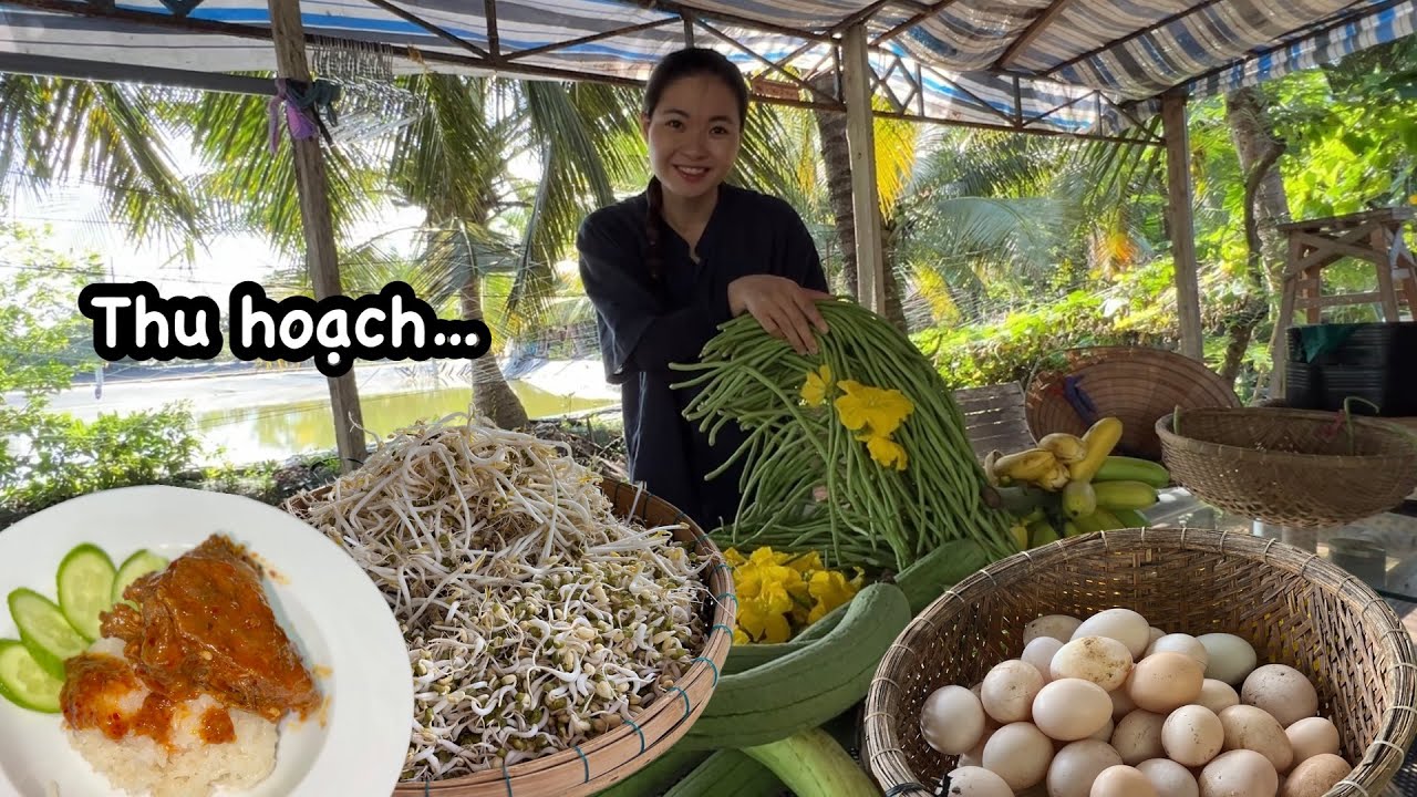 Ngày thu hoạch: GIÁ, TRỨNG, CHUỐI, ĐẬU BÚNG, MƯỚP, CÀ… Quyên làm gà khìa nước dừa