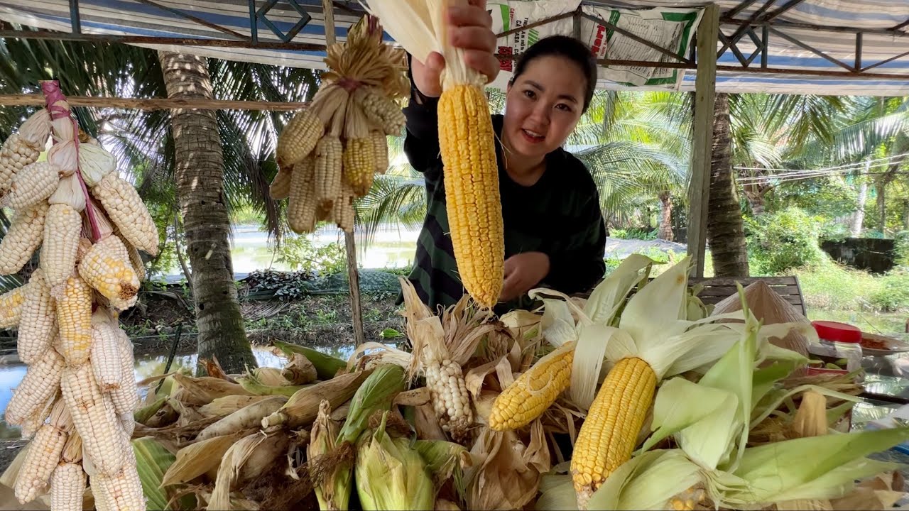 Quyên thu hoạch hết vườn bắp quá đã. Chiều mưa cả nhà ăn bắp trừ cơm luôn. Quê Tôi #119