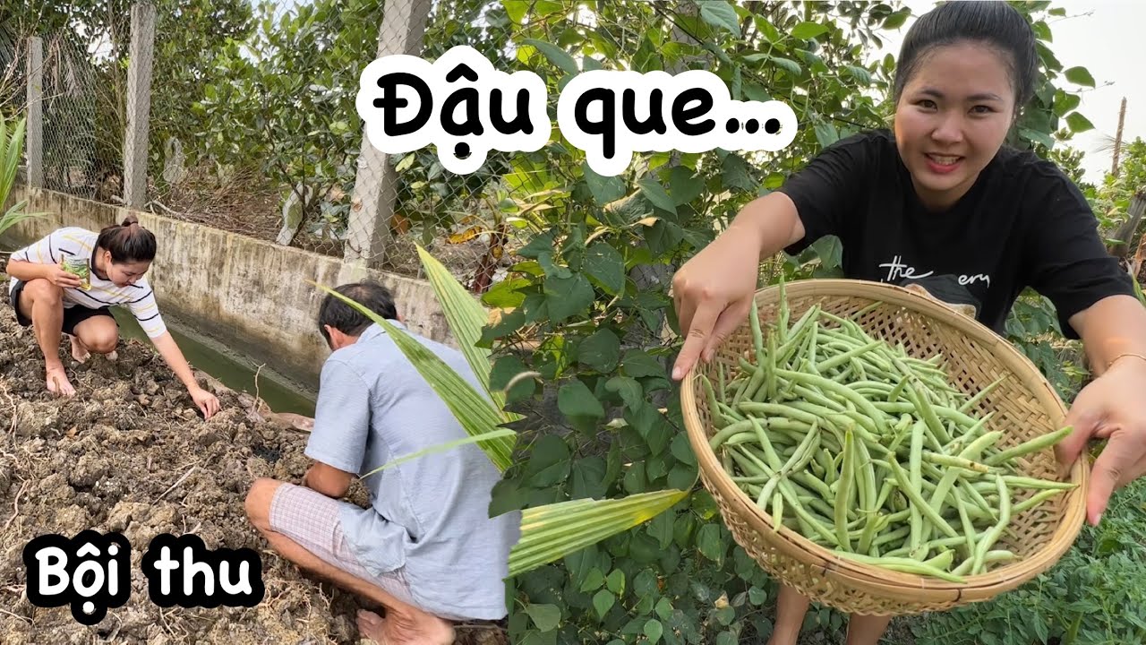 Nhật ký 380 ngày nuôi trồng: HAI CHA CON TRỒNG GIÀN ĐẬU QUE SAY TRÁI, luộc ăn giòn ngọt lắm