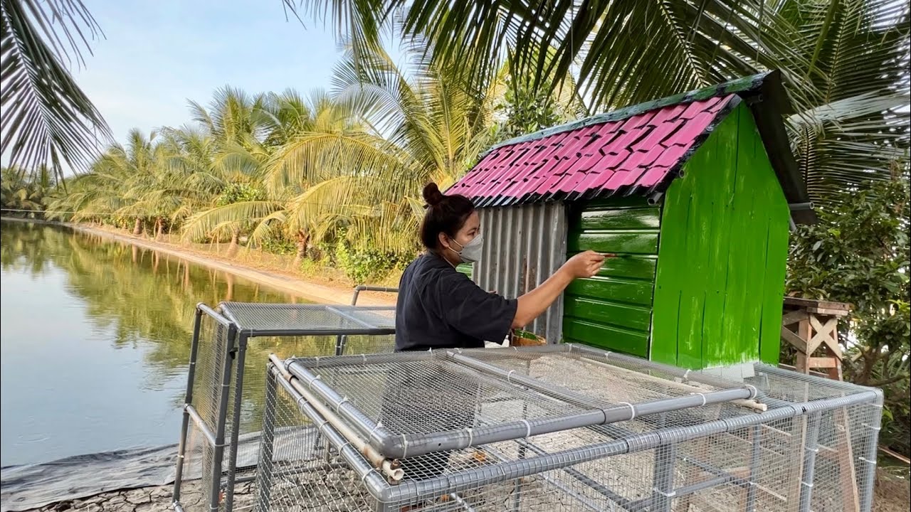 Nhật ký 380 ngày trồng trọt, chăn nuôi: HOÀN THÀNH NGÔI NHÀ TUYỆT ĐẸP, thả gà, dì 6 lên chơi