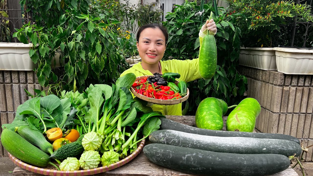 Hái hồng giòn ăn ngay tại vườn  - Thu hoạch rau cải kale, ớt, bầu, bí, cần tây, khổ qua, mướp #1525