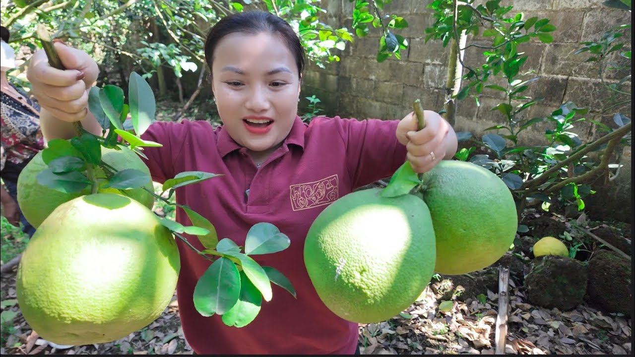 Thu hoạch bưởi da xanh ruột đỏ thấy mê - cóc,ổi,sơ ri,đu đủ,chanh,dừa, trái nhàu chấm muối ớt #1943